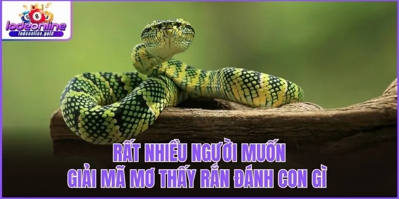 Rất nhiều người muốn giải mã mơ thấy rắn đánh con gì 